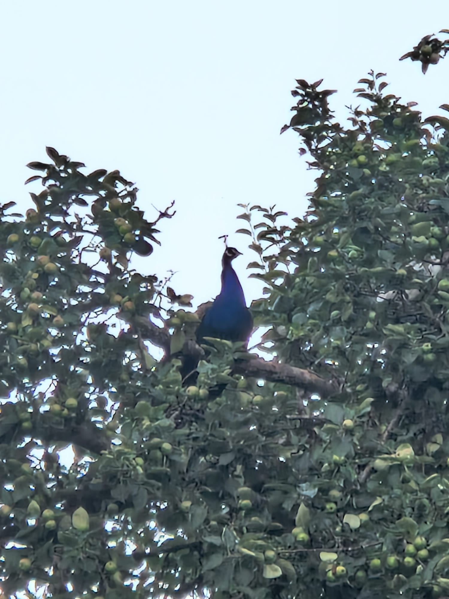 Paul der Pfau im Apfelbaum